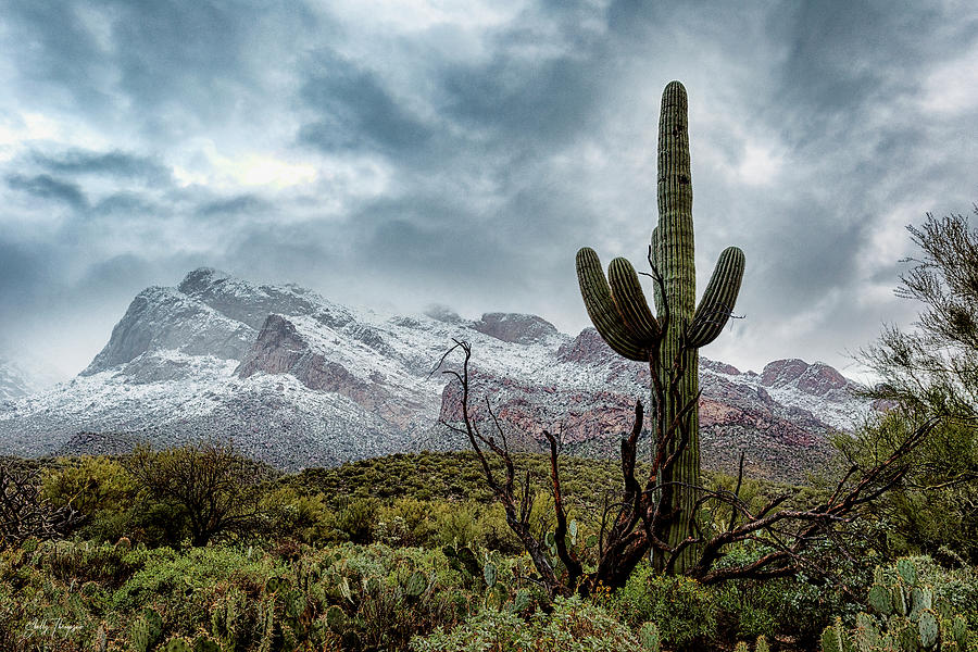 Sonoran Snow Photograph by Shelly Thompson | Fine Art America