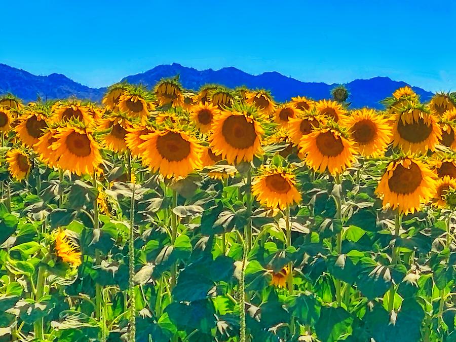 Sonoran Sunflower Farm Photograph by Judy Kennedy