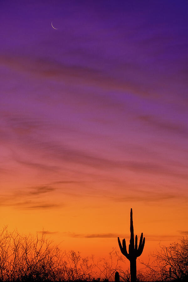 Sonoran Sunrise Photograph by Bob Falcone Sonoran Sunrise Photograph by Bob Falcone