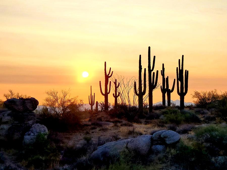 Sonoran Sunrise Photograph by Clifford Jones