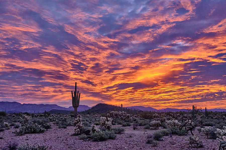 Sonoran Sunrise Photograph by Jeff Hixson Creative - Fine Art America