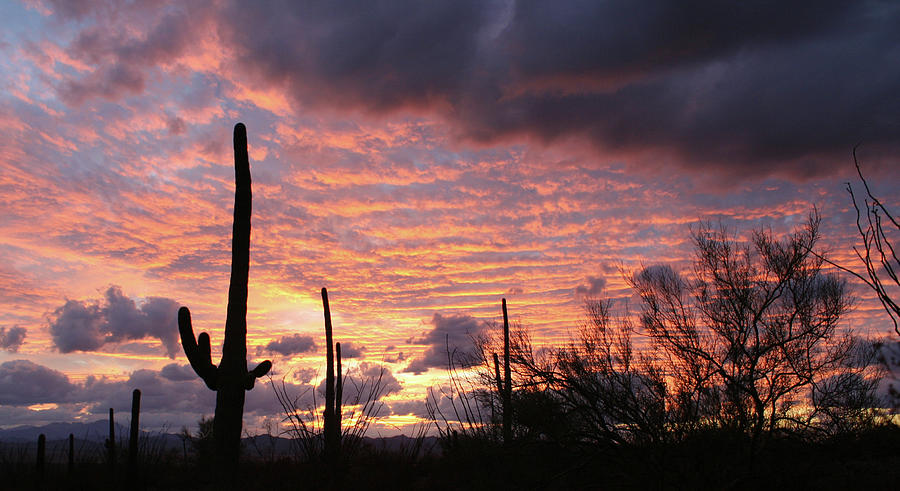Sonoran Sunset #10 Photograph