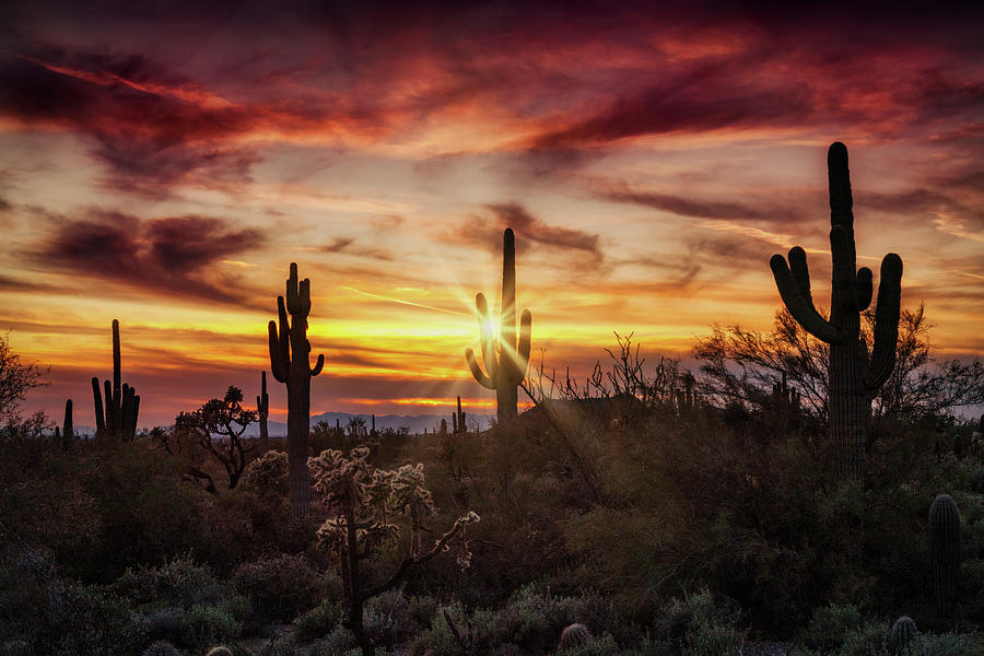 Sonoran Sunset 101 Photograph by Saija Lehtonen - Fine Art America