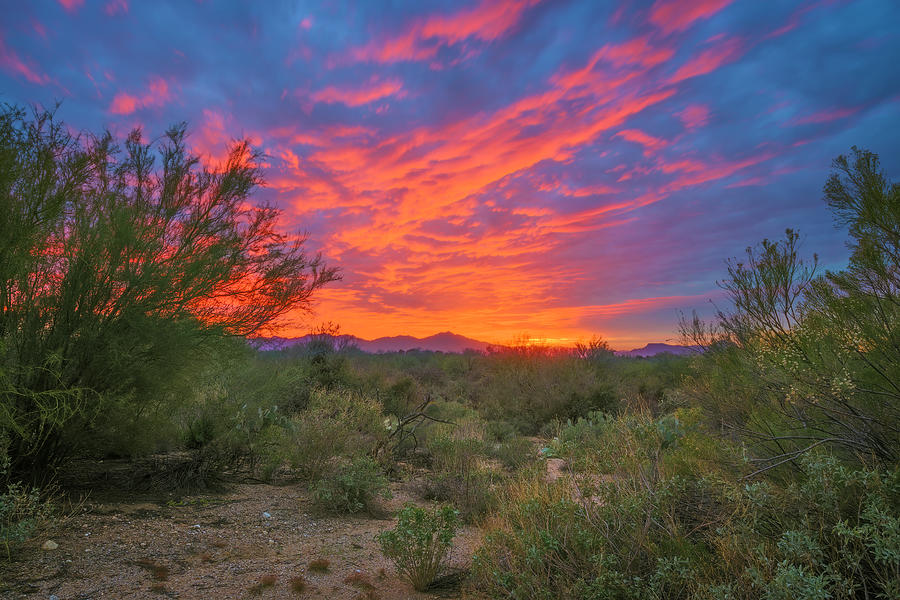 Sonoran Sunset h2038 Photograph by Mark Myhaver