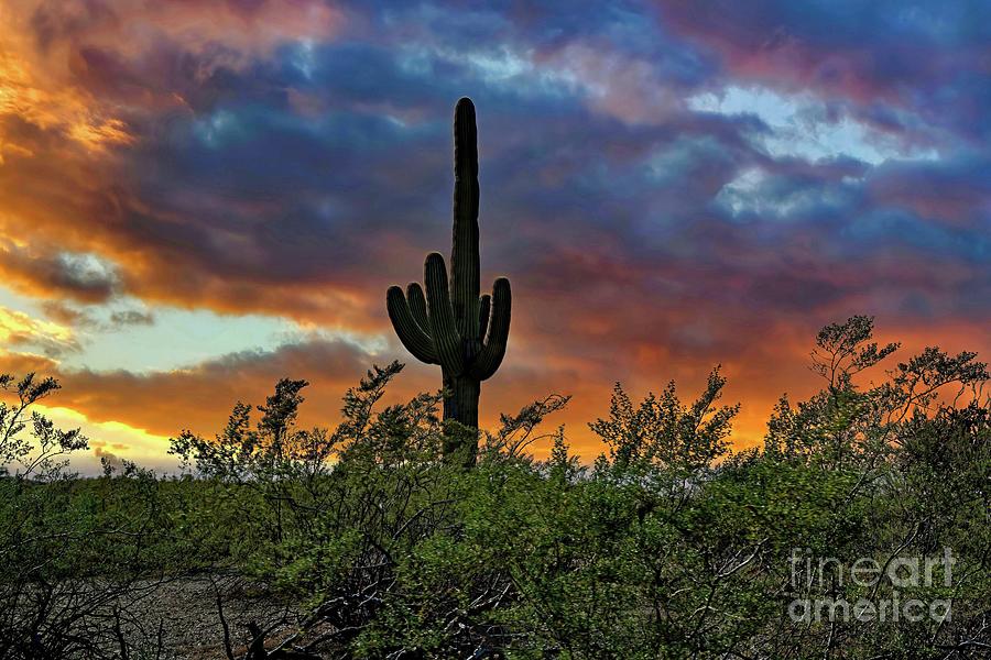 Sonoran Sunset Photograph by Jon Burch Photography