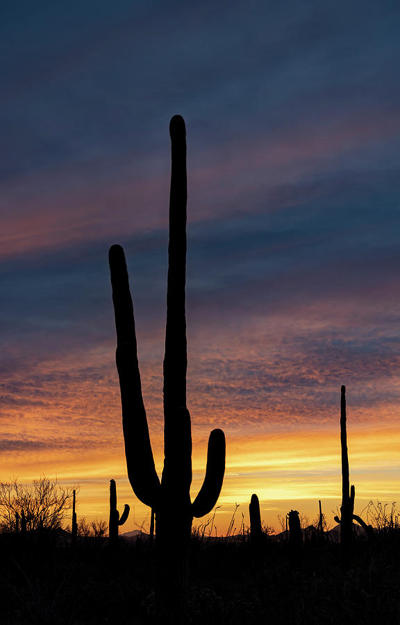 Sonoran Sunset Photograph by Kevin Schwalbe