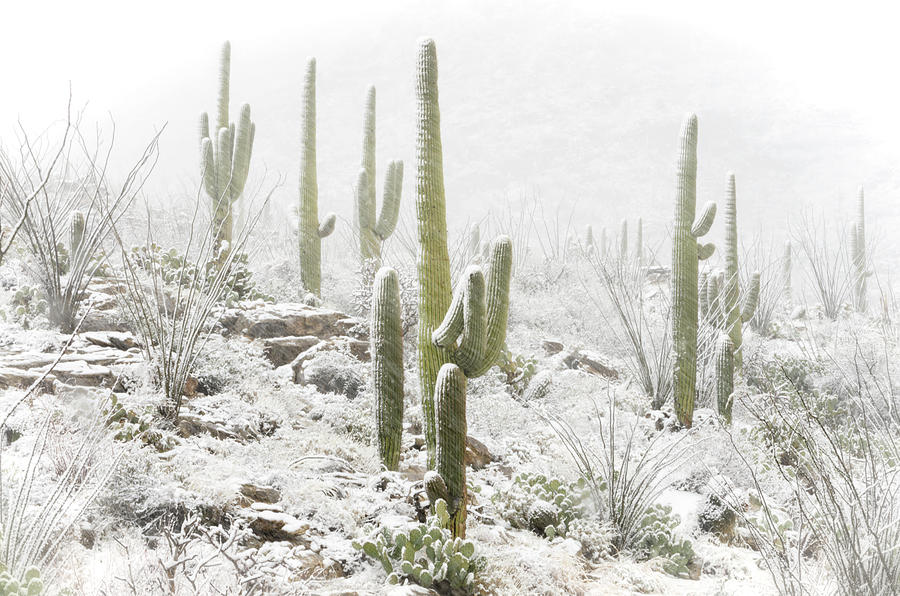 Sonoran Winter Wonderland  Photograph by Saija Lehtonen
