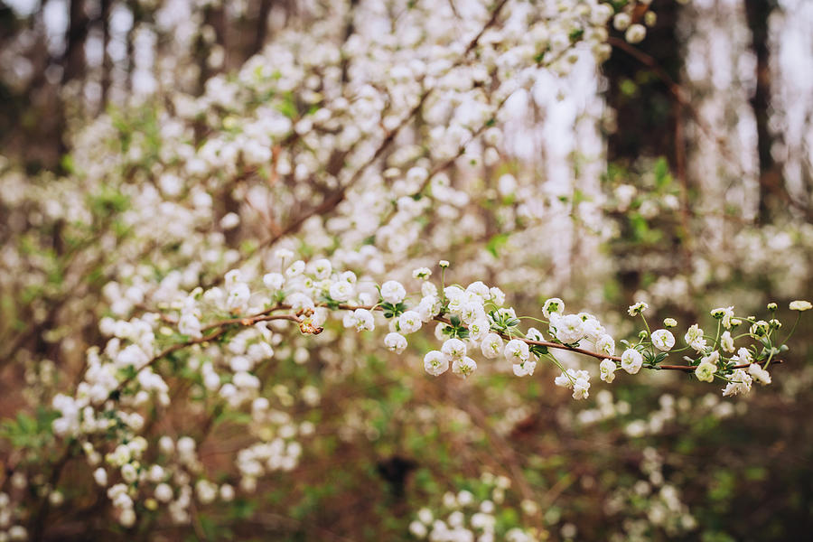 Soothing Photograph by AM Photography - Fine Art America