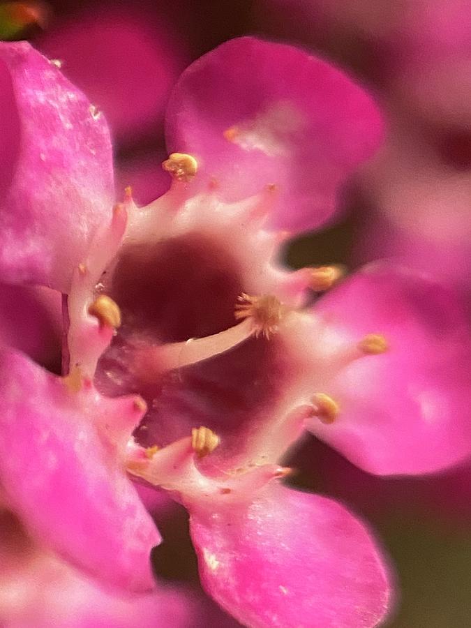 Soothing Close-up Flower Photograph By Darsh N Patel - Pixels