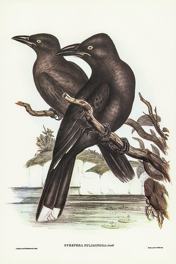 John Gould Drawing - Sooty Crow-Shrike, Strepera fuliginose by John Gould
