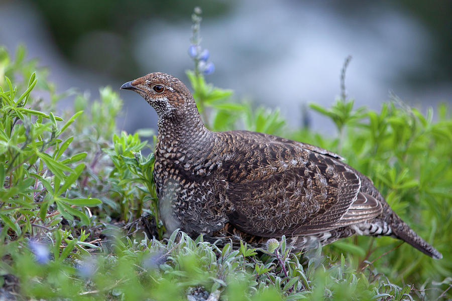 Sooty Grouse two Photograph by Christopher D Elliott
