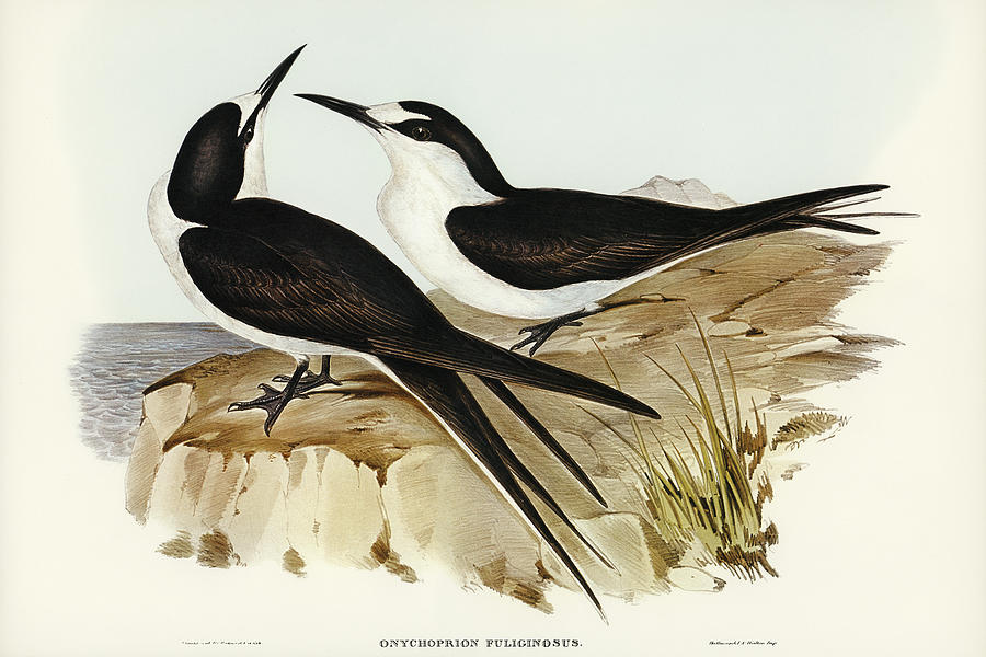 John Gould Drawing - Sooty Tern, Onychoprion fuliginosus by John Gould