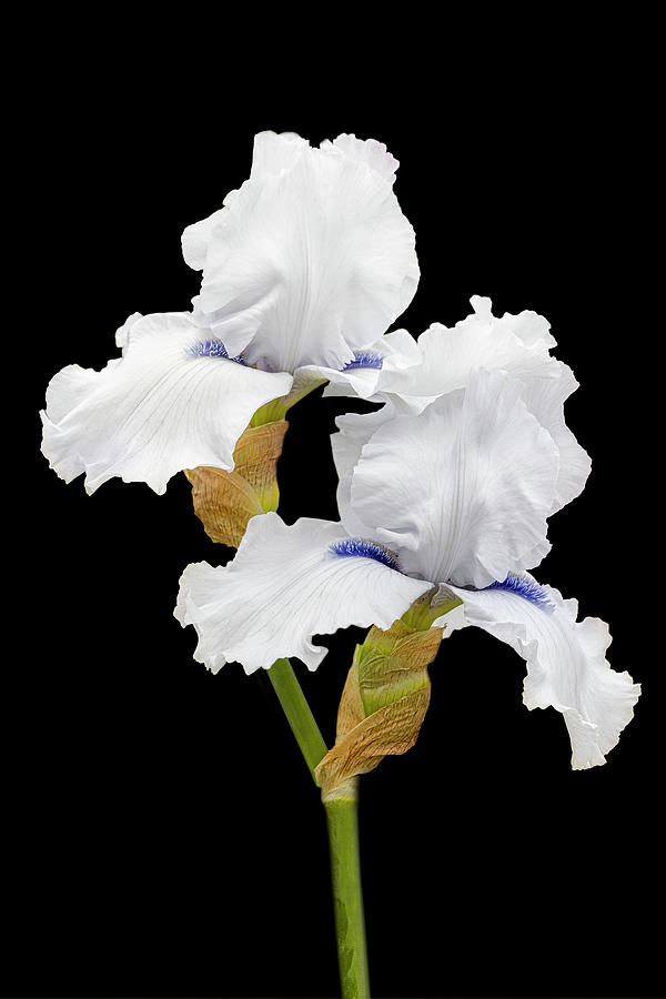 Sophisticated Iris II Photograph by Susan Candelario