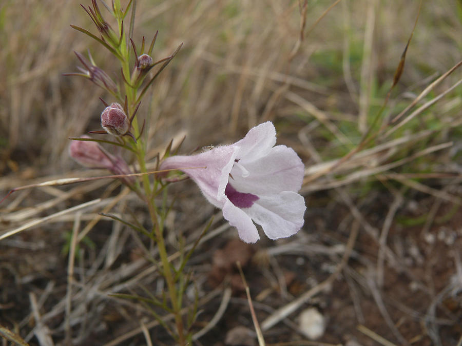 Sopubia delphinifolia, Common Sopubia Photograph by Yogesh_more
