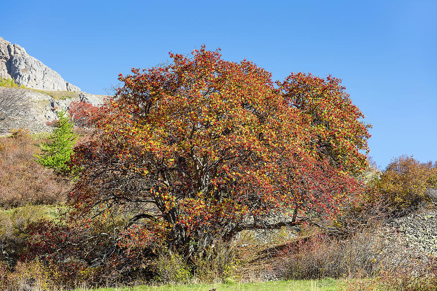 Sorbiers aux couleurs de l'Automne - Hautes-Alpes - France Photograph ...