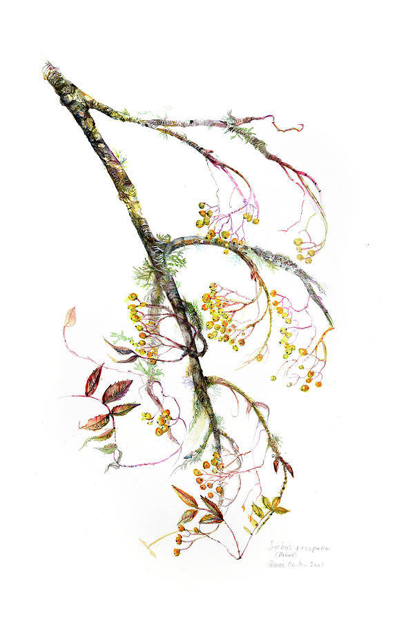 Sorbus aucuparia Painting by Gloria Newlan