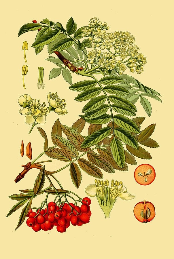 Sorbus aucuparia Drawing by Otto Wilhelm Thome