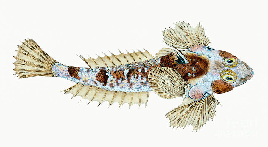 Sordit Dragonet Callionymus Dracunculus illustration from The Natural ...