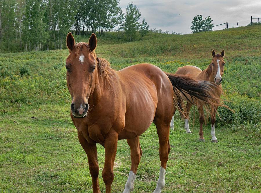 Horse Photograph - Sorrel horses in an Alberta pasture by Phil And Karen Rispin