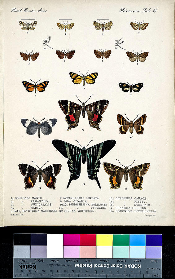 Sorygaza 4 Species Plynteria 2 Species Dida 1 Species Phaeochlaena 2 