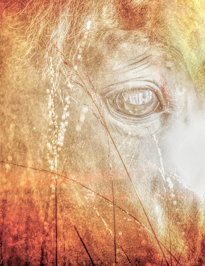 Soul Of A Horse Photograph by Dan Sproul