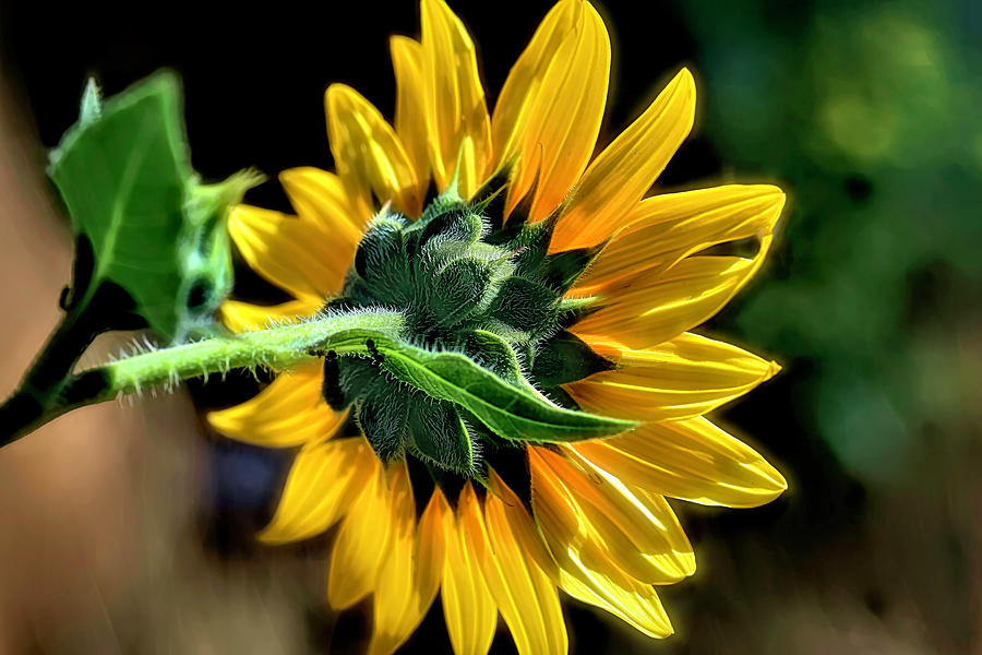 Soul of a Sunflower Photograph by Donna Kennedy