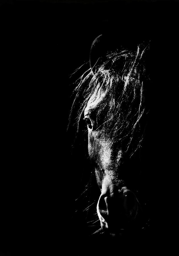 Horse Photograph - Soul Searcher by Emily Stauring