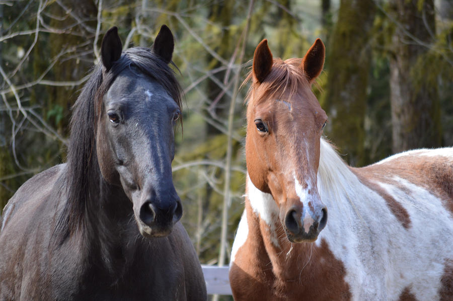 Soul Sisters Photograph by Listen To Your Horse