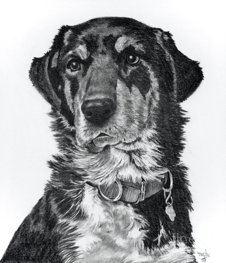Dog Drawing - Soulful Eyes by Terri Mills