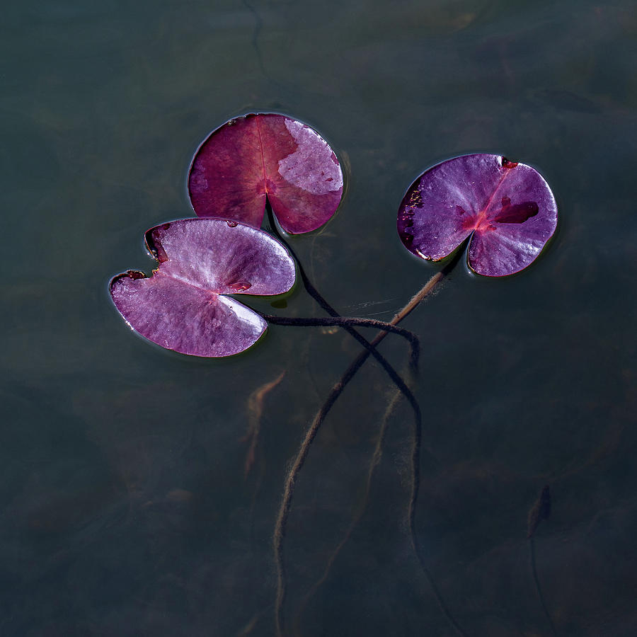 Soulful Growth Photograph by Kim Sowa
