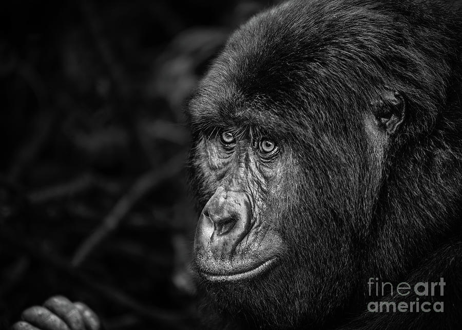 Gorilla Photograph - Soulful by Jamie Pham