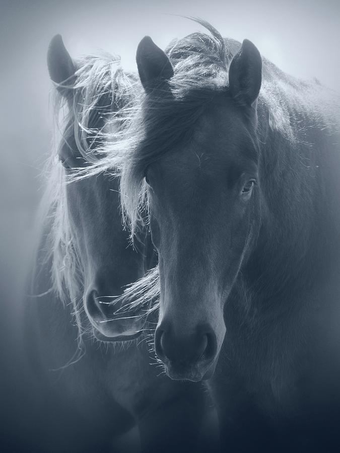 Horse Photograph - Soulful by Kristi Johnson