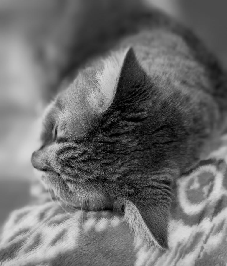 Sound Asleep - BW Photograph by Dianne Cowen Cape Cod Photography