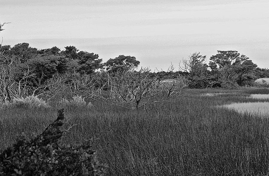 Sound Swamp Photograph