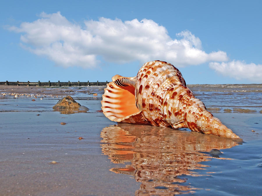 Sounds of the Ocean - Trumpet Triton Seashell Photograph by Gill Billington
