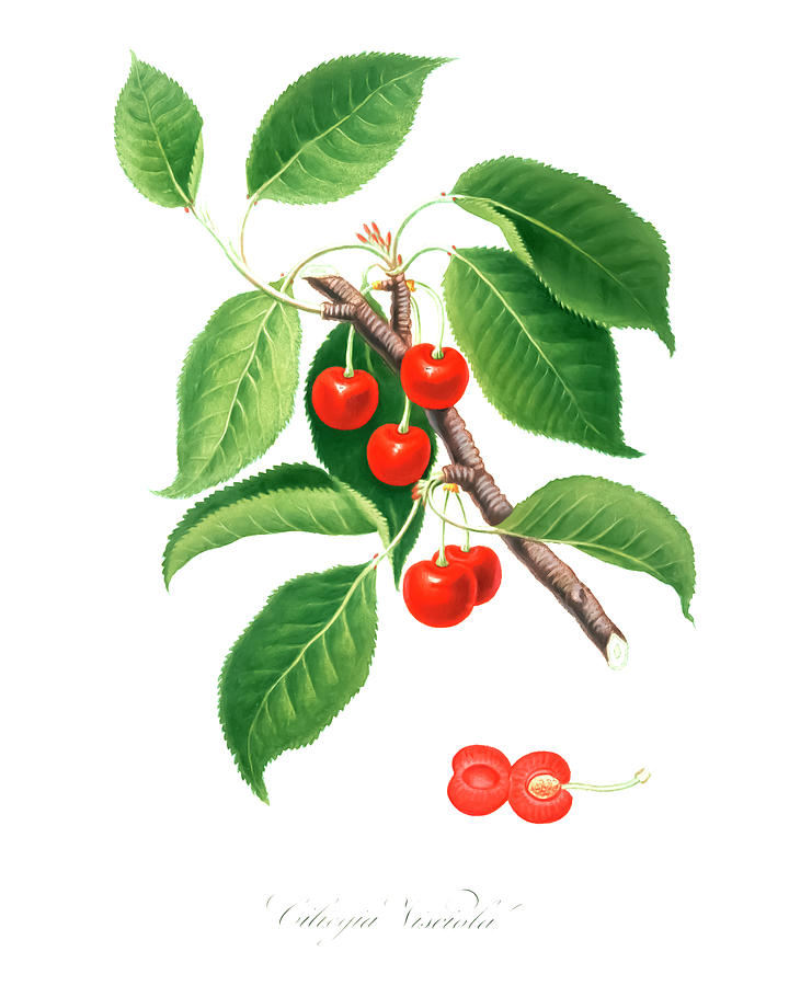 Sour Cherry Drawing