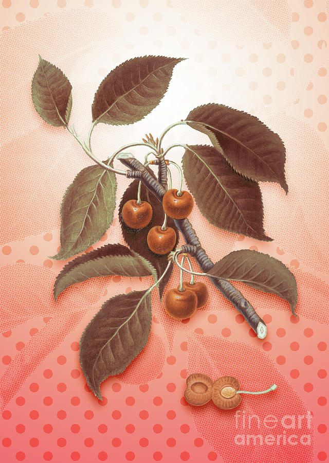 Sour Cherry Vintage Botanical In Peach Fuzz Polka Dot Pattern N.1759 Painting