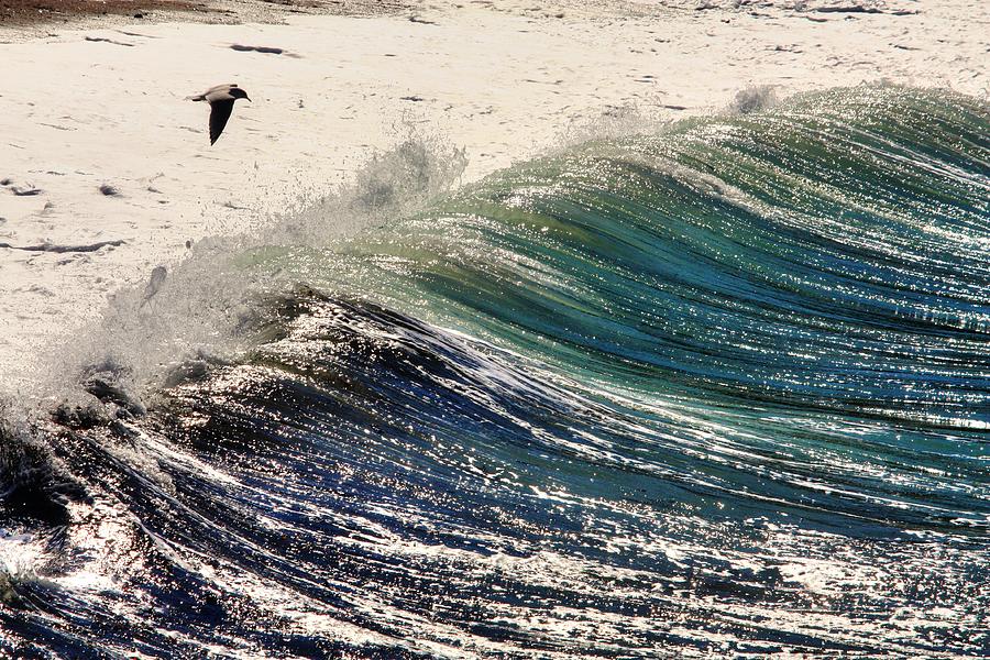 Soaring above the surf  Photograph by David Matthews