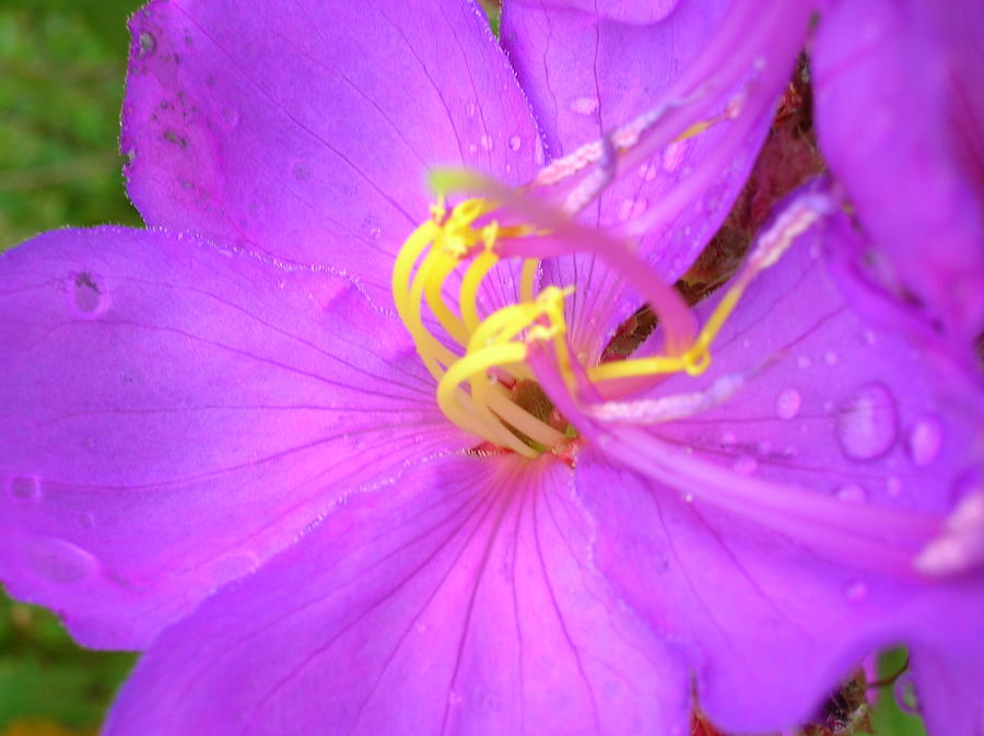 South Africa Kranskloof Nature Reserve Magenta Flower 2 Photograph by Caritas Creation South Africa Kranskloof Nature Reserve Magenta Flower 2 Photograph by Caritas Creation