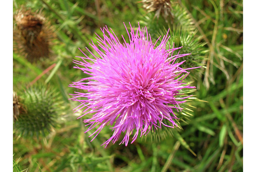 South Africa Pink Thistle Photograph by Caritas Creation | Fine Art America