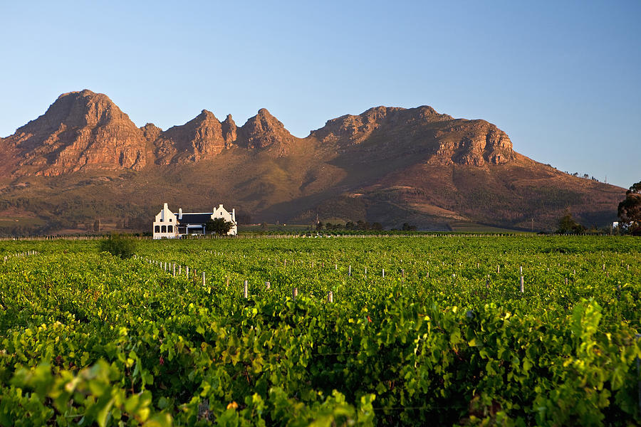 South Africa, Stellenbosch, Longridge Wine Estate Photograph by Frans Lemmens