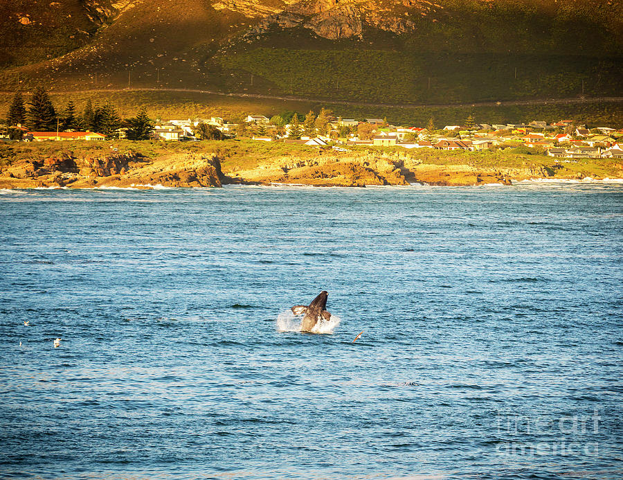 South Africa Whale Watching Photograph