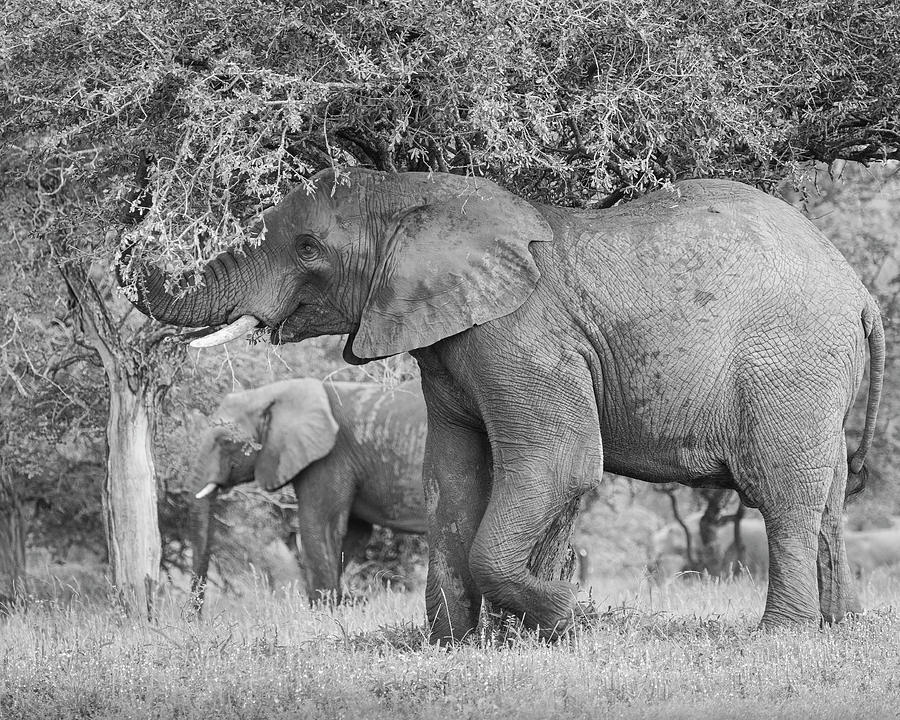 South African Bull Elephant Photograph by Maresa Pryor-Luzier