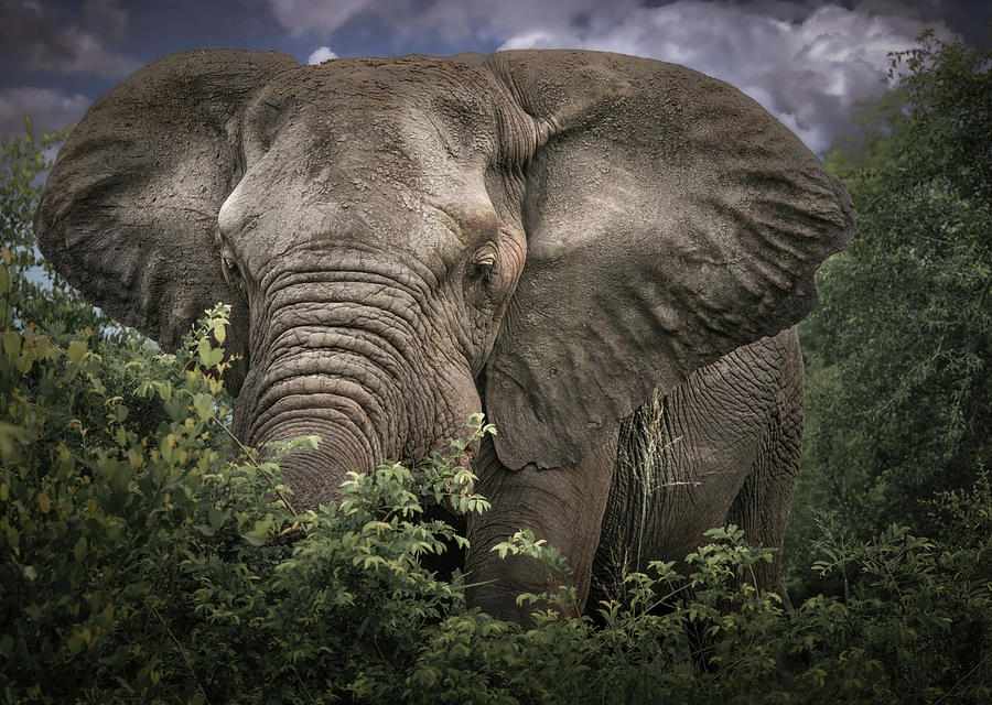 South African Bull Elephant Photograph by Rebecca Herranen