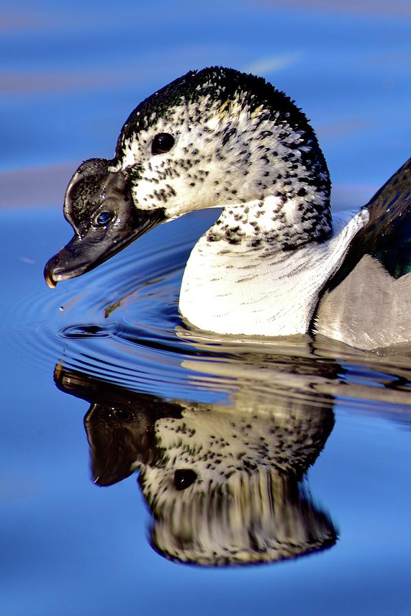 South African Comb Duck Profile  Photograph by Neil R Finlay