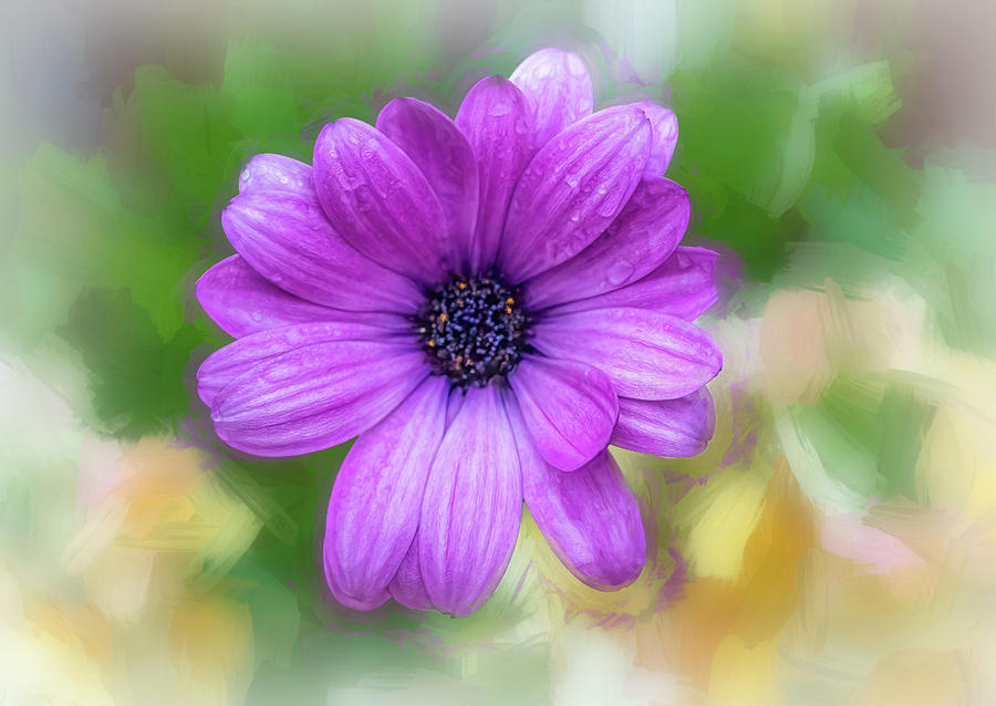 South African Daisy Photograph By Arlene Krassner 