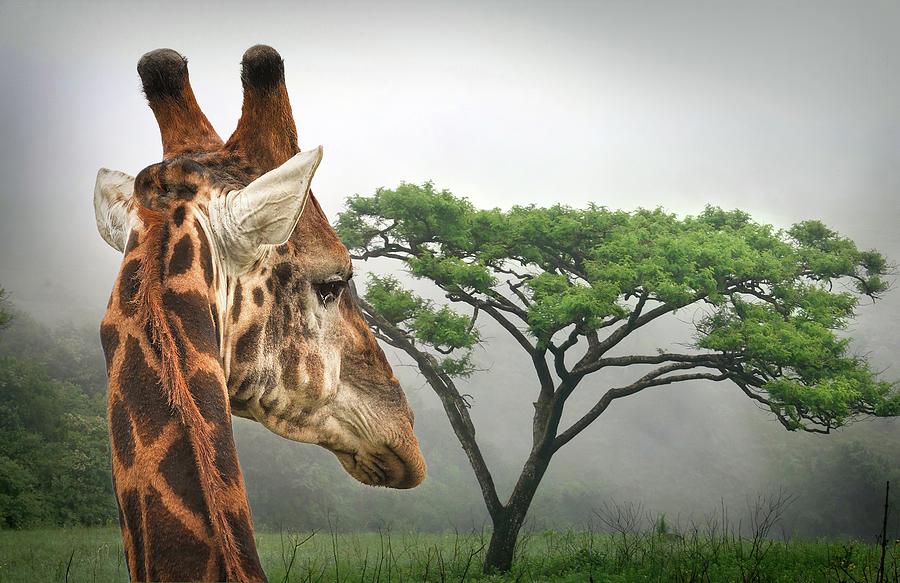 South African Giraffe Photograph by Rebecca Herranen