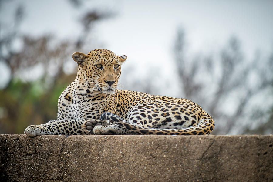 South African Leopard Photograph by Bill Cubitt