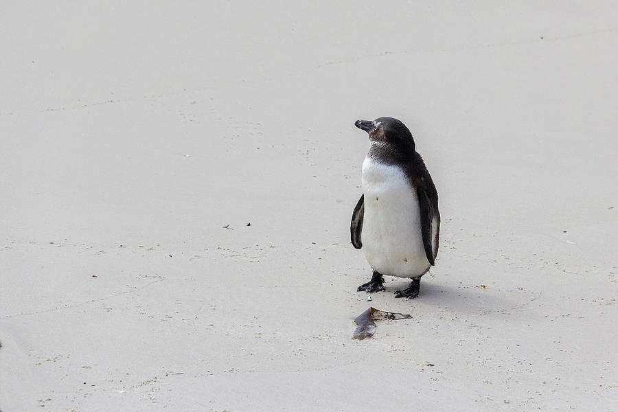 Penguin Photograph - South African Penguin on a White Sand Beach by John Twynam
