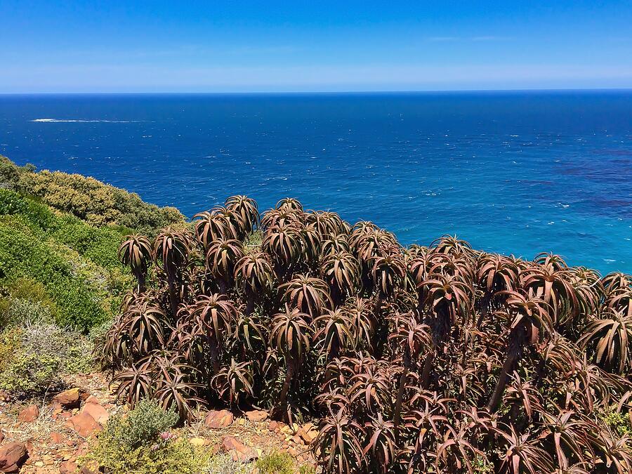 South Africas Cape of Good Hope Photograph by Travel Essayist South Africas Cape of Good Hope Photograph by Travel Essayist
